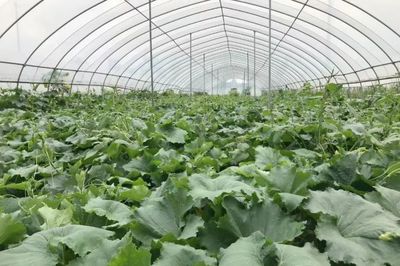 金壇新增兩家省級(jí)示范家庭農(nóng)場(chǎng)，助力蔬菜種植產(chǎn)業(yè)升級(jí)