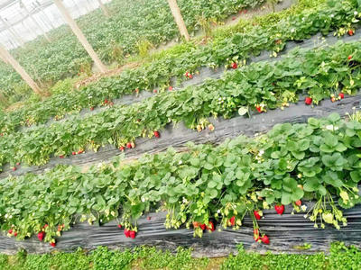 板市鄉(xiāng):驛道風(fēng)情，精美板市的蔬菜種植家庭農(nóng)場(chǎng)