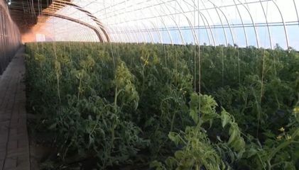 家庭農(nóng)場(chǎng)蔬菜種植 從理念到實(shí)踐的全方位指南