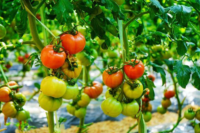 抓好“五個(gè)聚焦”推進(jìn)蔬菜全產(chǎn)業(yè)鏈發(fā)展——蔬菜種植家庭農(nóng)場(chǎng)的實(shí)踐路徑