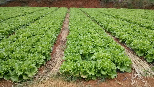 這4種蔬菜不用農(nóng)藥，被稱為人體腦黃金，不知道太虧了！