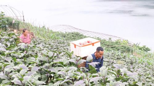 屏山縣新安鎮(zhèn) 蔬香四溢好豐景，農(nóng)民增收笑開顏