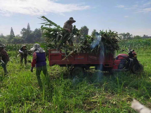 種養結合 向陽鎮這家家庭農場出奇制勝，實現致富夢