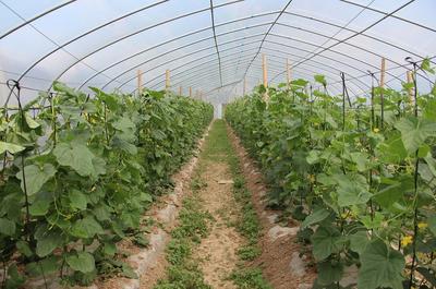 萍鄉蘆溪縣 借綠生金——旅游與蔬菜種植家庭農場雙輪驅動鄉村振興