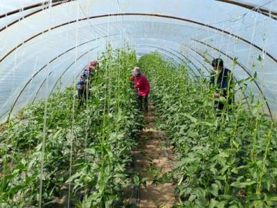 臨海鎮 果蔬大棚 ‘甜’生活——記蔬菜種植家庭農場的幸福轉型