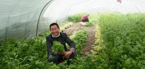 充滿收獲的喜悅！芹菜村里的幸福生活