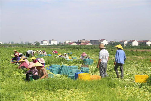 安徽潁上夫妻共創家庭農場 一顆白菜助力百戶增收致富