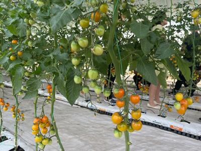 正寧 菜菌飄香產業興旺，蔬菜種植家庭農場引領鄉村振興