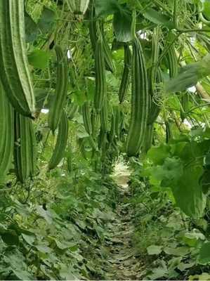 平南縣 蔬菜種植家庭農場奏響鄉村振興強音